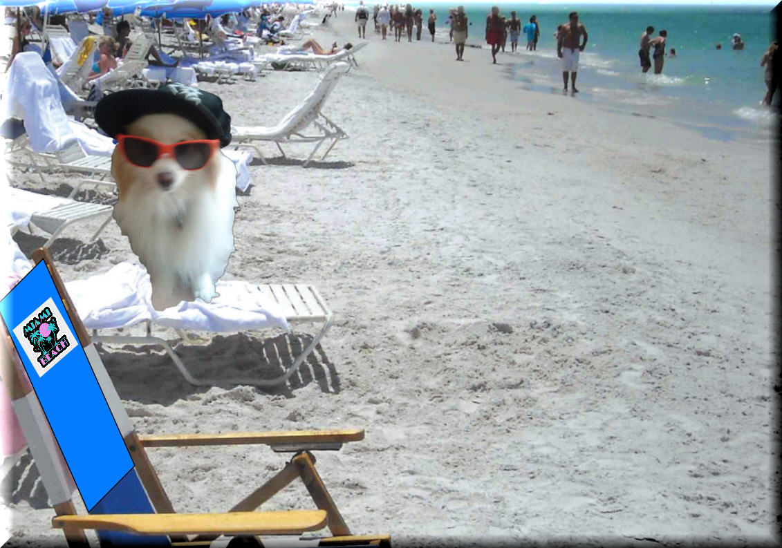 “Made It”!!! Sunny & 80 Degrees! Fluffer "The Wonder Dog"